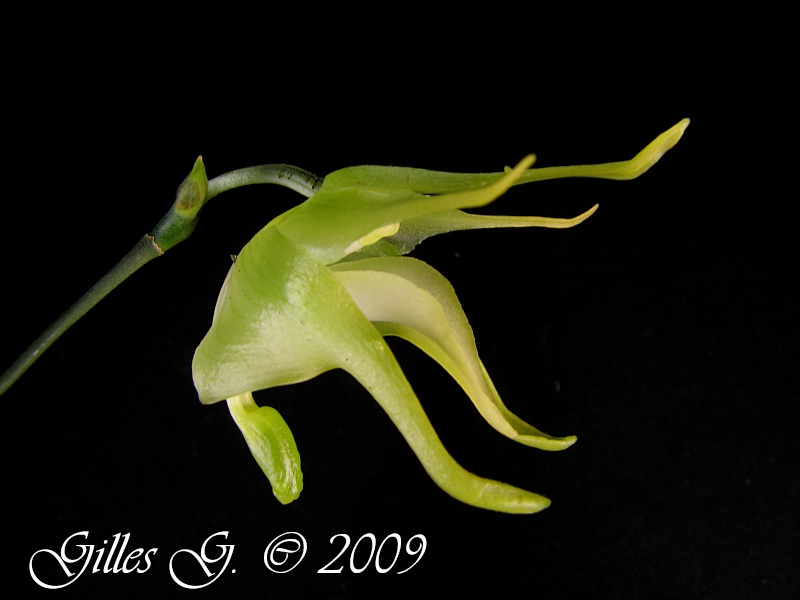 Orchidées  de mon ami Gilles Aerant10