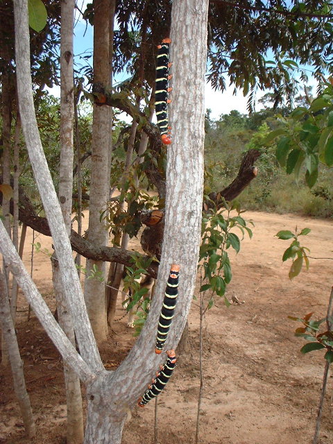 [Pseudosphinx tetrio] De Kia Lorette, Venezuela Dscf0211