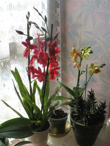 Les miennes d'orchidées Fleurs21