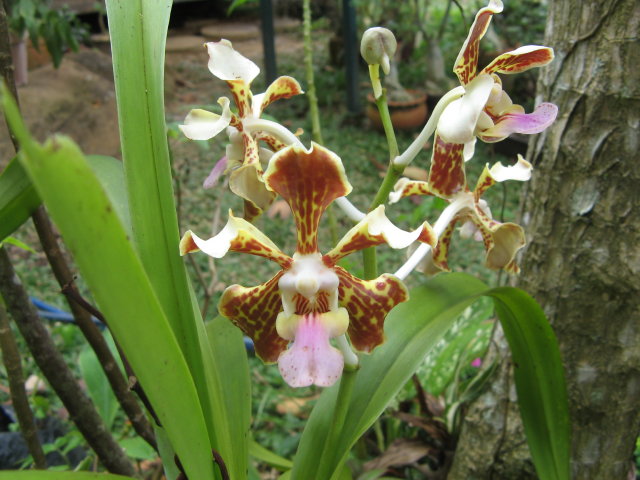 une orchidée de ma kia Lorette  Venezuela Img_0710