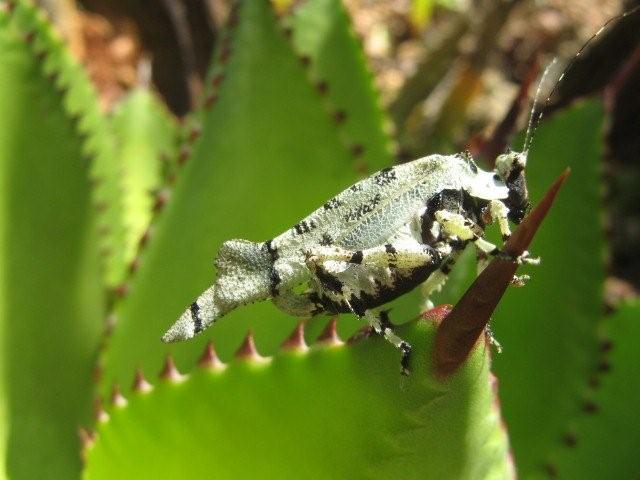 [Orthoptera sp.] De ma Kia Lorette La Gran Sabana Venezuela Img_9912