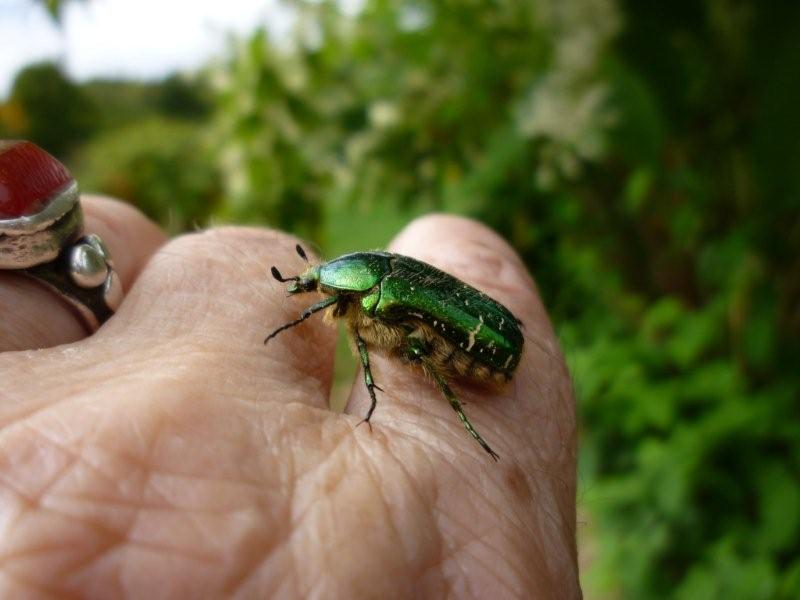 [Cetonia aurata] Cétoines dorées J_bota15