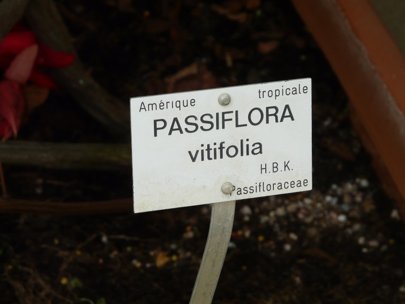 Passiflora du Jardin Bota. Jardi139
