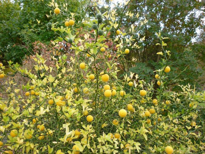 [Poncirus trifoliata] citronnier à trois folioles Jardi234