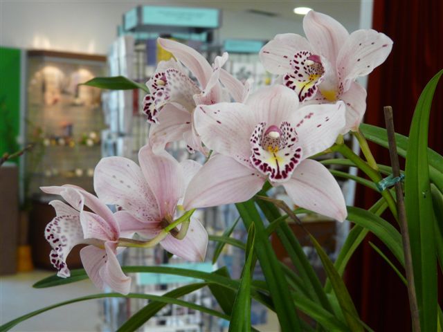 Les orchidées du Jardin Bota .16 .03.09 Jardin12