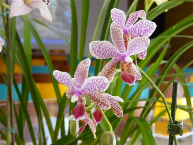 Les orchidées du Jardin Bota .16 .03.09 Jardin13