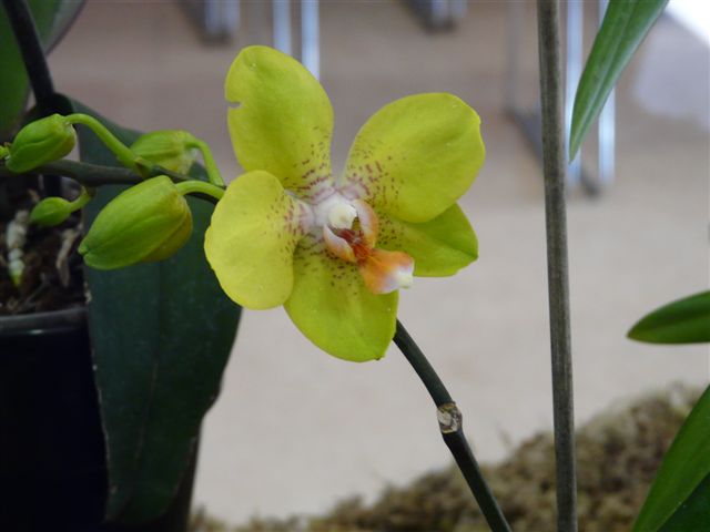 Les orchidées du Jardin Bota .16 .03.09 Jardin15