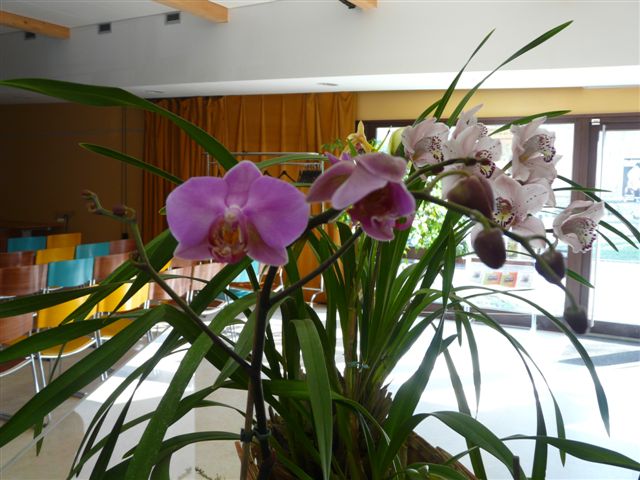 Les orchidées du Jardin Bota .16 .03.09 Jardin16