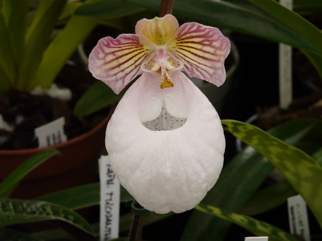 Orchidées 2009 Jardin52