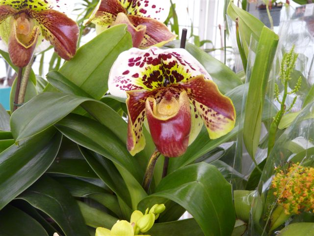 Orchidées 2009 Jardin53