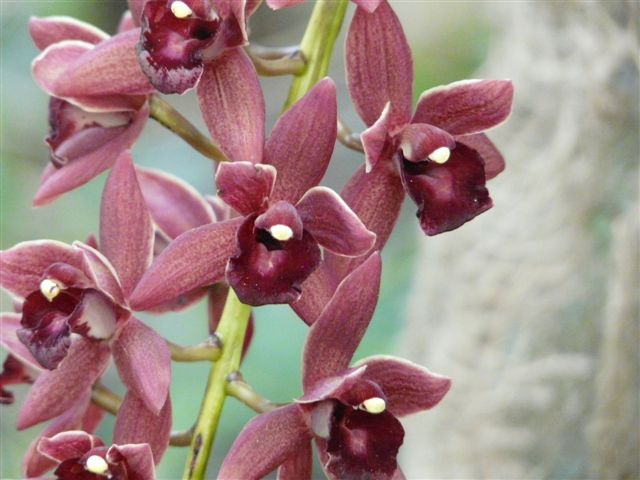 Orchidées 2009 Jardin60