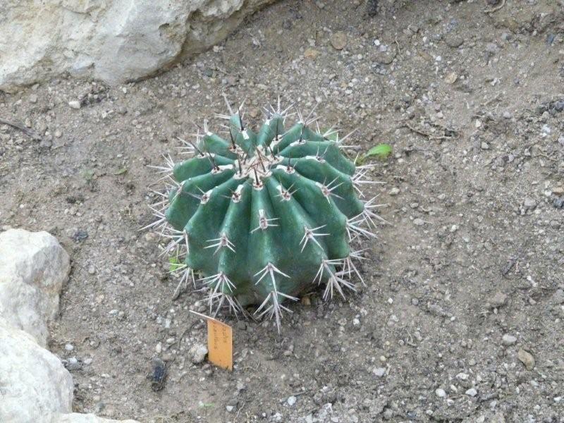 Quelques belles du Jardin Bota .de Viller les Nancy Mardi_15