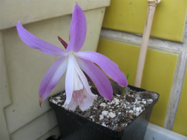 Pleione formosana Orchid14