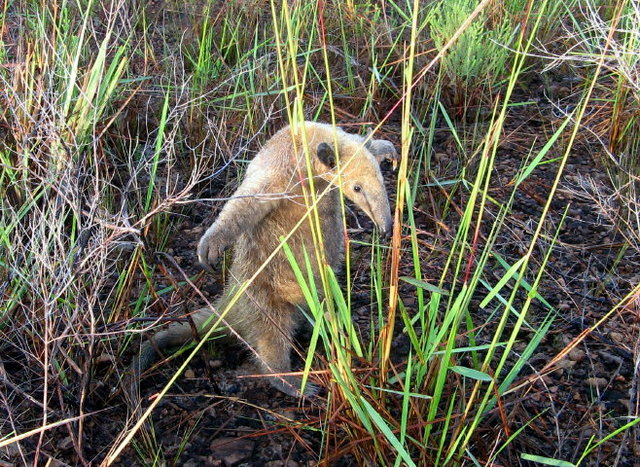 Oso melero De ma Kia Lorette Venesuela Osito210