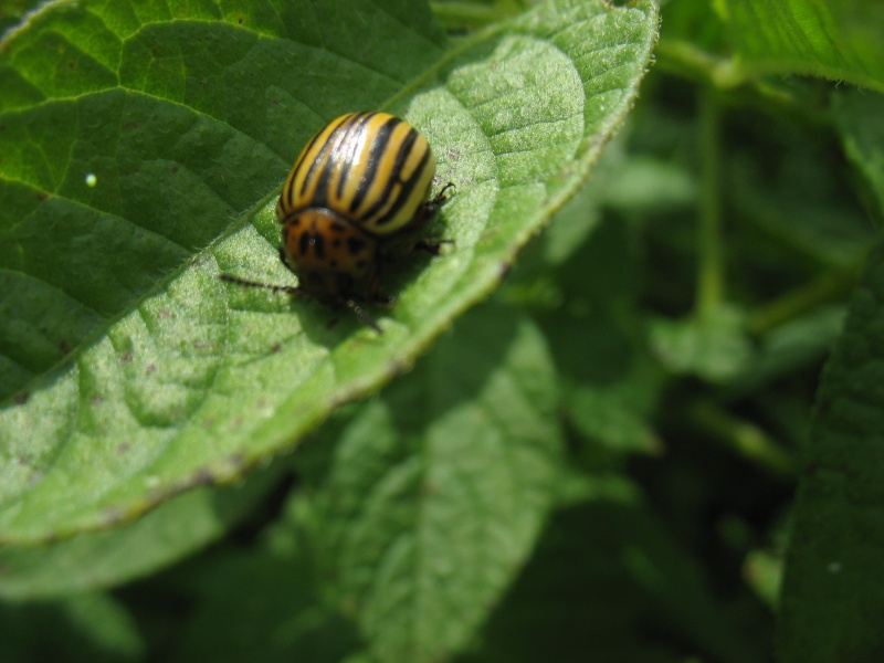 [Leptinotarsa decemlineata] Sont belles les coccinelles Samedi31