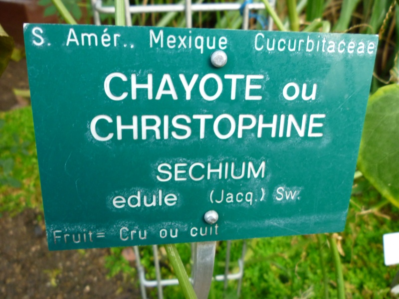 [Sechium edule] Chayotte ou Christophine Vend_215