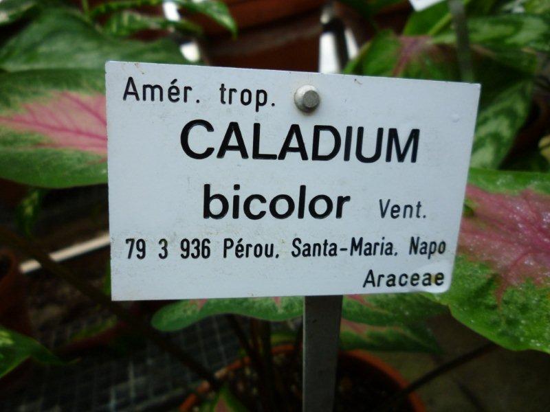 Caladium bicolor Vend_220