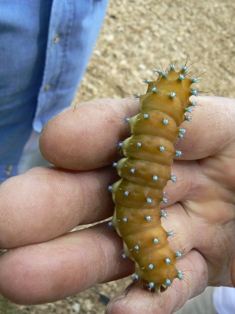 [Saturnia pyri] Belle chenille de Noëlle Martin Vigneu26