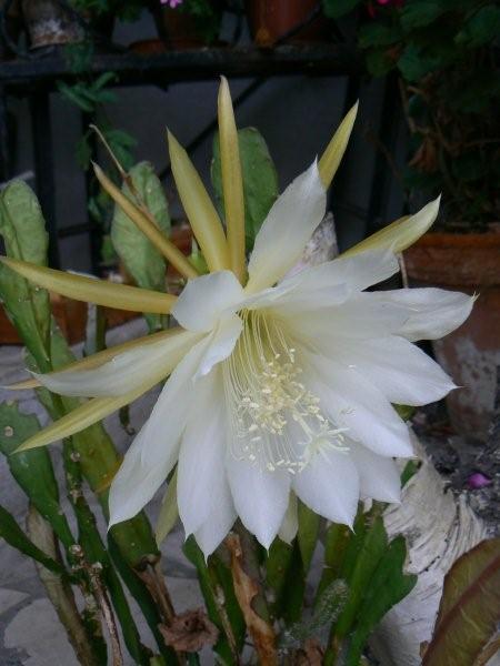 Epiphyllum( je crois) D'une  amie Vigneu28