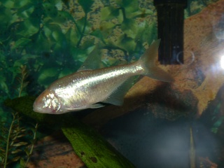 Species Profile: Blind Cave Fish (Astyanax fasciatus mexicanus) Ss852511