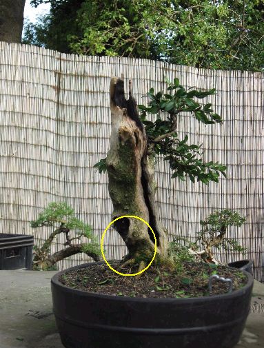 Hawthorn Root Problem Buxus_10