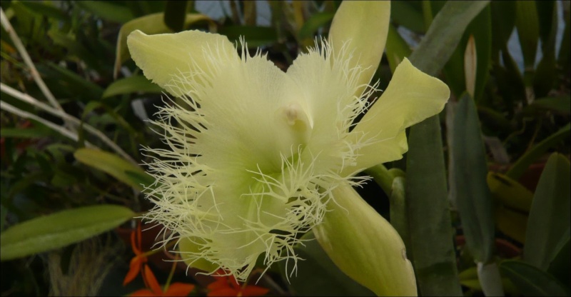 Rhyncholaelia digbyana Brassa11