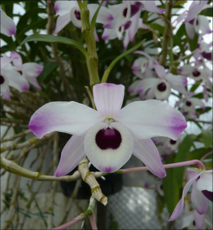 Dendrobium nobile 'Irène' Dendro10