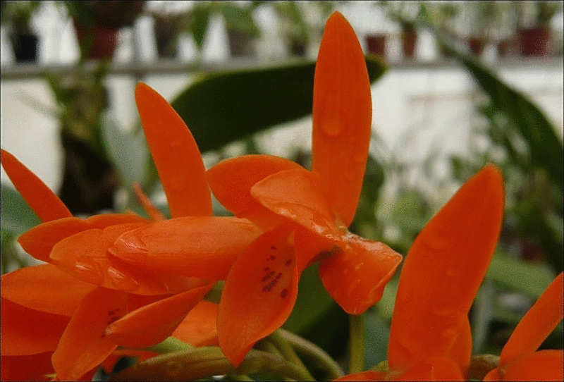 Guarianthe aurantiaca Guaria10