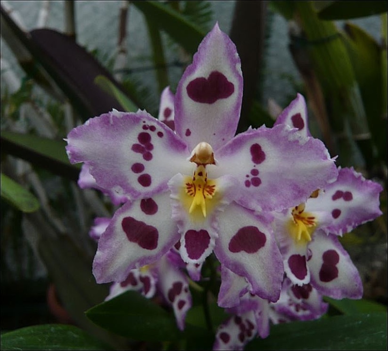 Oncidium Opalescent 'On the Edge' Oncidi10