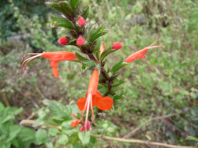 Salvia tuerckheimii P1090210