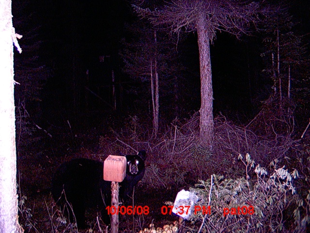 Mettez vos photos d'ours de caméra de détection 2008  :D 12_oct10