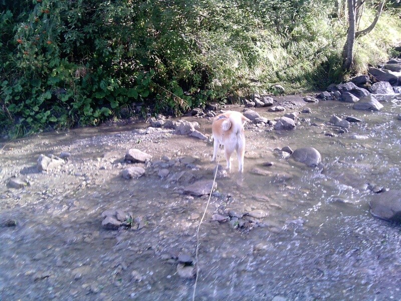 BONZAI, Akita/ Asso TAIGA .Dep 26. ADOPTE - Page 4 P2508011