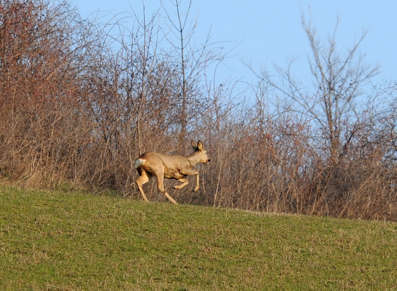 Caprioli al Parco dei Gessi - Bo Caprio19