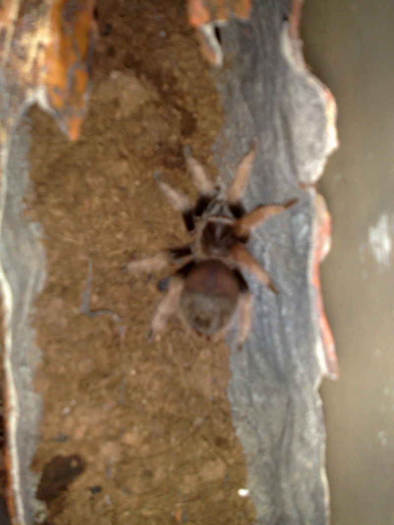 4.4 Brachypelma klaasi (Mexican Pink) tarantula 4_4_br10