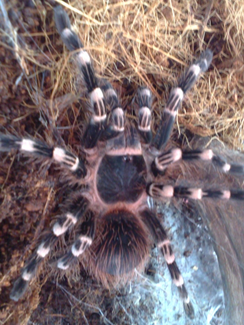 6.1 Acanthoscurria geniculataseemani (Giant White Knee) tarantula 6_1_ac10