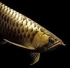 Arowanas