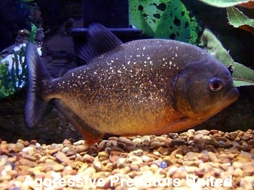 APU's Official November POTM Voting Thread (Piranha) Cid_bu10