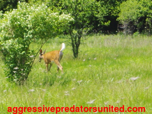 Pics of some Deer i filmed behind my house Deer_310
