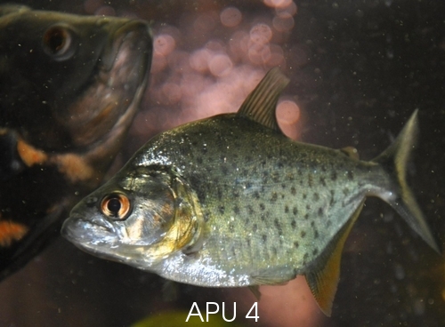 APU's Official March POTM Voting Thread (General Fish) Jp809110