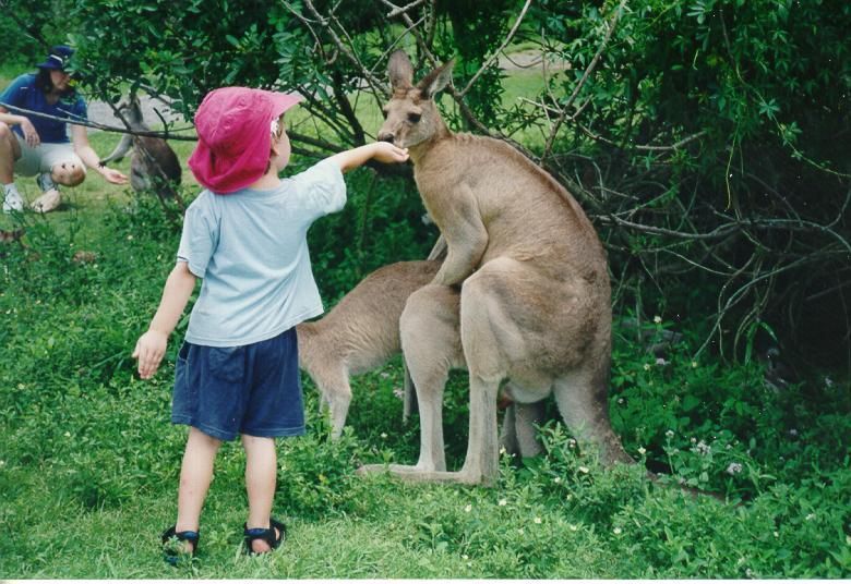mom? the kangaroos... 710