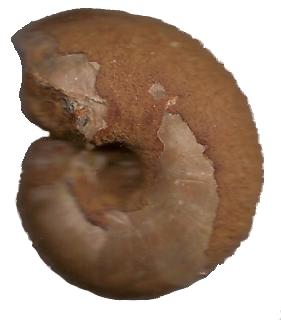 Ammonites con nácar 120
