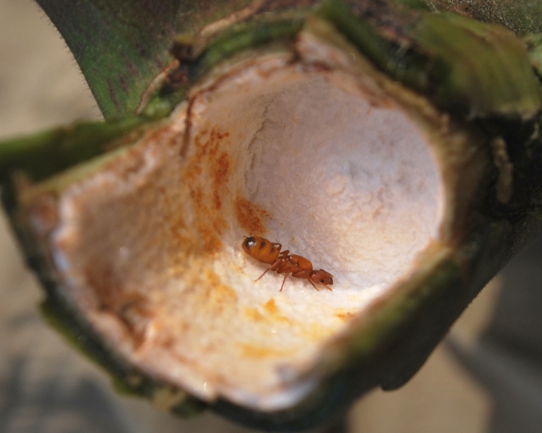 Ant quiz and ants of Ecuador Azteca10