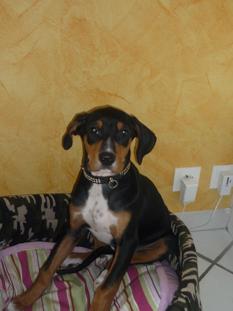 Ma Xéna  Dog Argentin / Canés Corso P1000511