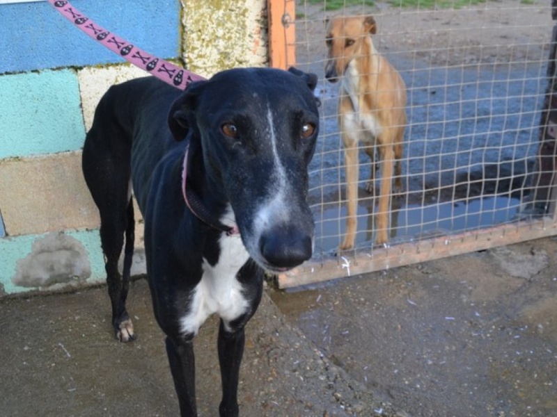 Brasilena, galga noire avec un peu de blanc,qui n a pas 3 ans Adoptée  Dsc_0310