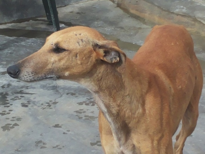 Ernesto, galgo roux, 4 ans à l'adoption Residencia  Ernest10