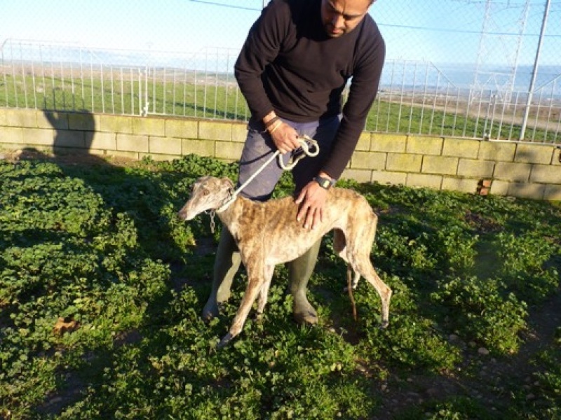 Fili, galga bringée, 3 ans Fili210