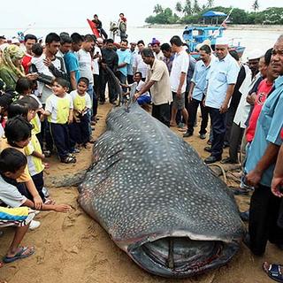 Ikan besar di Kuala Muda 114