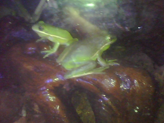 My Green Tree Frogs My_boy10