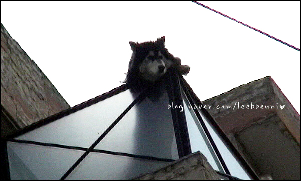 Yoochun's dog , harang <3 Hr1_le11