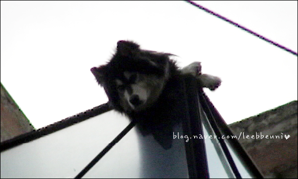 Yoochun's dog , harang <3 Hr1_le13
